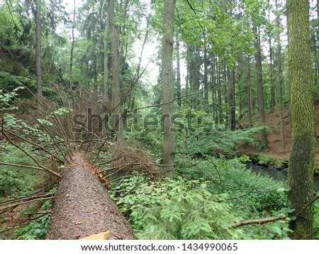 beautiful forest and rocks in valley of wild Doubrava river in Bohemian highlands in checz republic