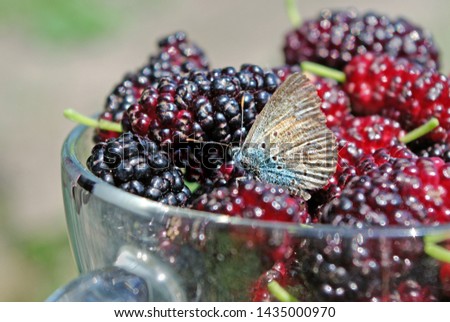 Fresh ripe mulberries. beautiful butterfly sitting on ripe berries. summer berries.