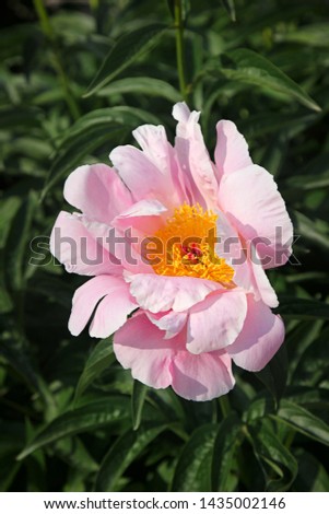Top view of a blooming peony (kind is Sea Shell) in the garden in summer.