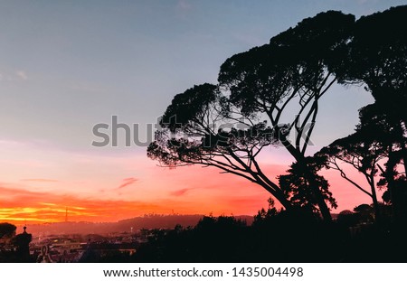 Sunset overlooking the city of Rome, Italy with umbrella trees over.