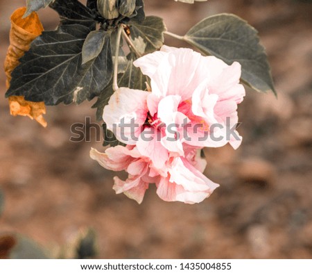 Close-up of beautiful pink flower in the garden