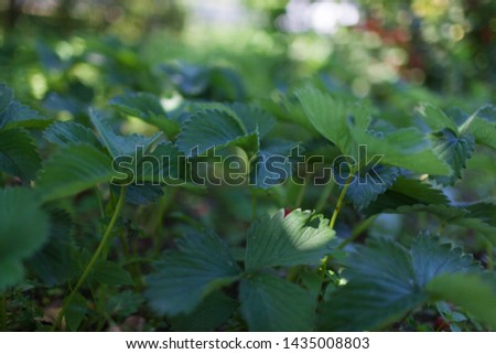 
Fresh green leaves in the sunlight. Spring natural beautiful background. Strawberry leaves. Selective focus