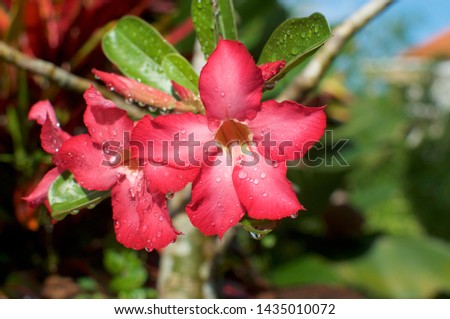 Close up picture of some beautiful desert rose flower (Also called Impala Lily, Mock Azalea, Pink adenium) with drops of water and blurred background