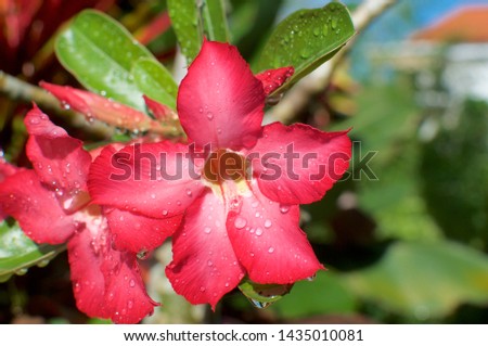 Close up picture of some beautiful desert rose flower (Also called Impala Lily, Mock Azalea, Pink adenium) with drops of water and blurred background