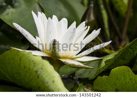White lotus. /White lotus On a green background.
