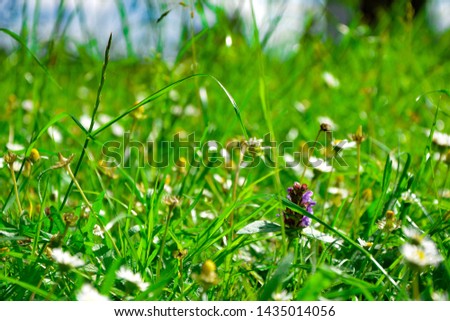 Heal-all flower in green grass in sunlight