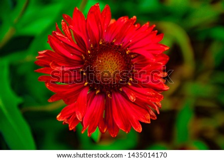 Arizona red shades flower in garden