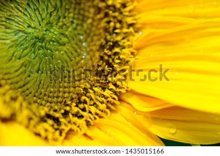 sunflower yellow flower green sun