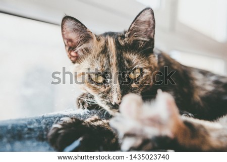 Cat of European and tricolor breed, rests quietly on the sofa at nap time. Sleep relaxed and open your eyes momentarily for the moment of the photo, getting a magic picture.
