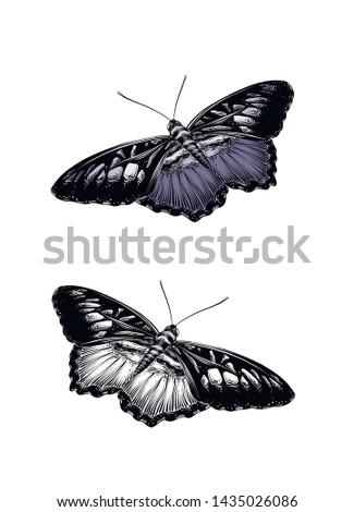 Hand drawn sketch of butterfly in color. Isolated on white background. Drawing for posters, decoration and print. Vector illustration