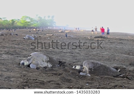 Many turtles on a beach laying eggs in nests.  People in the background observing. 