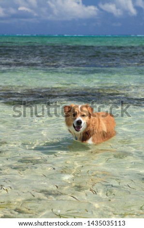 Ginger and white retriever dog cooling off in the sea