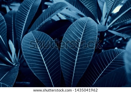 Black leaves in the  forest for the background. closeup tropical  leaves arrangement.