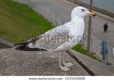 Seagull closeup standing near the ocean in Tallinn, Estonia