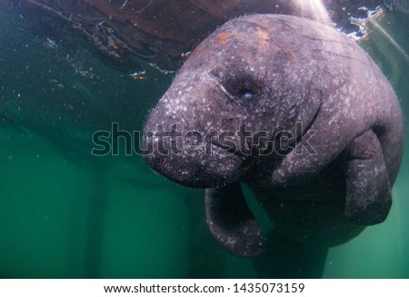 A juvenile manatee swimming under a dock.