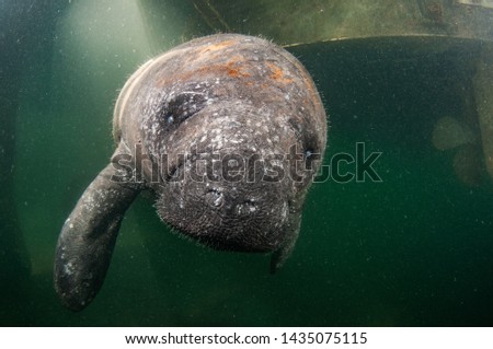 A juvenile manatee is swimming under a dock close to a boat propeller in shallow water.