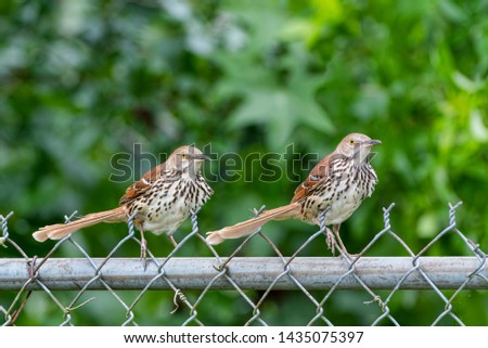Pair of Brown Thrashers Posing on a Chain Link Fence in Louisiana in June