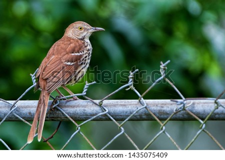 Sharp Eyed Brown Thrasher With Back Facing Viewer And Head Pointing Right