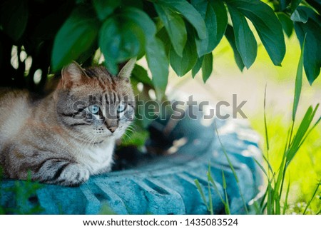 Fluffy Siamese cat sitting on green grass. Cat with 
strabismus. 