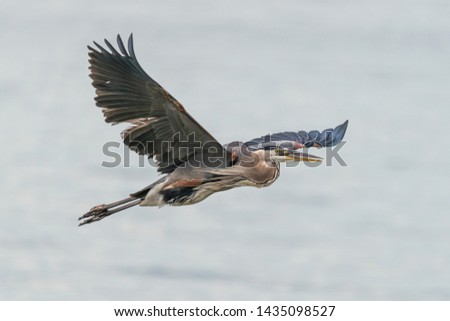 Great Blue Heron in Flight with wings spread