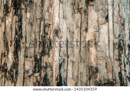 Nature tree bark texture background