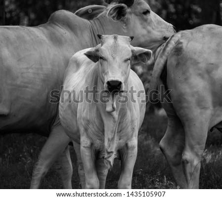 a baby cow standing between its parents