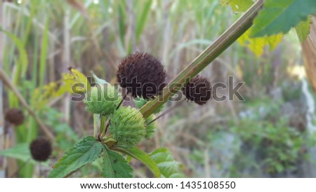 Arctium minus, commonly known as lesser burdock, little burdock, louse-bur, common burdock, button-bur, cuckoo-button, or wild rhubarb, is a biennial plant. This plant is native to Europe and asia