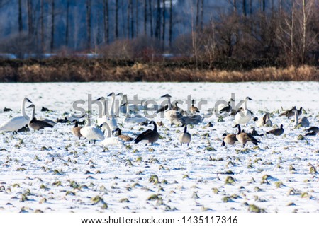 Beautiful trumpeter swans mixed with Canada Geese and ducks in the snow. They are migrating through/to British Columbia. Snow background, winter. Swans and geese eating grass on fields. Winter trees 
