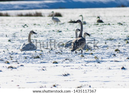Beautiful trumpeter swans in the snow, They are migrating through/to British Columbia. Snow background, winter. Swans eating grass on fields. Grey young ones as well as adults. Black beaks are obvious