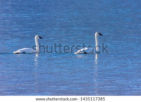 Beautiful trumpeter swans in the winter. They are migrating through British Columbia. Some spends the winter here. Swans are swimming in the half frozen lake.  Black beaks are obvious