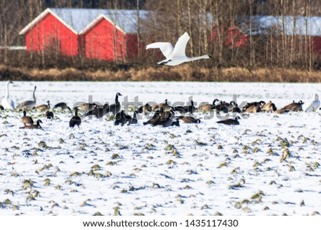 Flying, beautiful trumpeter swan flying over Canada Geese in the snow. They are migrating through/to British Columbia. Snow background, winter. Swans and geese eating grass on fields. Winter trees 