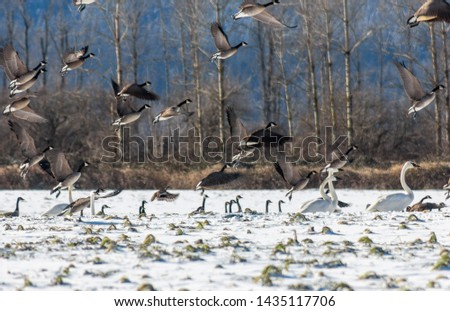 Flying, beautiful Canada Geese taking off. Trumpeter swans in the snow. They are migrating through/to British Columbia. Snow background, winter. Swans and geese eating grass on fields. Winter trees 