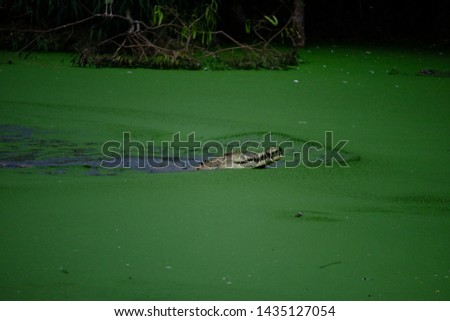 wildlife, the crocodile life with the green background