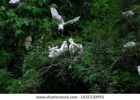 wild birds community in Medan, Indonesia. Bird little egret - Egretta garzetta, Cattle Egret (Bubulcus ibis), black-crowned night-heron (nycticorax) and Ardea purpurea (cangak merah)