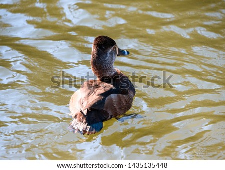 Beautiful ring necked female duck swimming in the lake in Delta, British Columbia, Canada. Brown feathered bird. Grey, striped bill and intense yellow eyes. Red ring around neck. Sunny, day picture