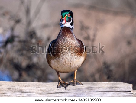 Beautiful male wood duck male standing on the rails in Delta, British Columbia, Canada. Orange and brown spotted belly. Colorful head nd body with green, purple, blue feathers. red eyes. Sunny day 