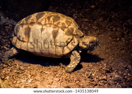Sulcata Tortoise with spotlight in farm