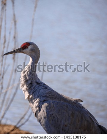 Beautiful sandhill crane walking around the lake in Delta, British Columbia, Canada. Grey and brown feathers. Orange eyes and intense red patch on head. Long, grey bill. Sunny winter day picture