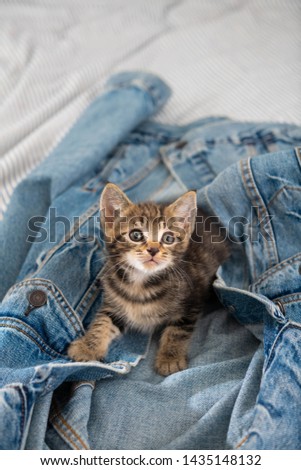 Adorable Short Haired Tiny Kitten Relaxing in Denim Jacket