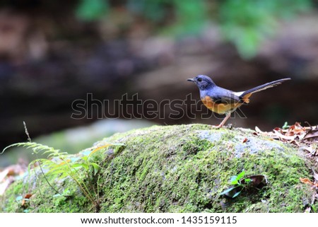 White-rumped Shama, female standing on a rock

