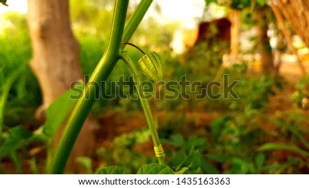 Green Fruits And Green Garden Background. Nature Landscape.
