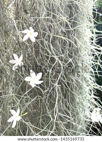 Tillandsia usneoides with white flowers