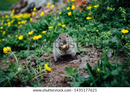 Gopher eating cookie in grass and yellow flowers.