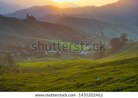 Scenic sunrise with green leaf covered the hillside