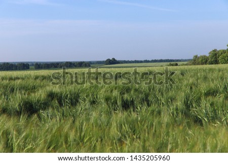 Landscape. A field of green wheat against the sky and woods with a horizon line. Horizontal, free space, cropped shot, side view. Concept of nature and agriculture.