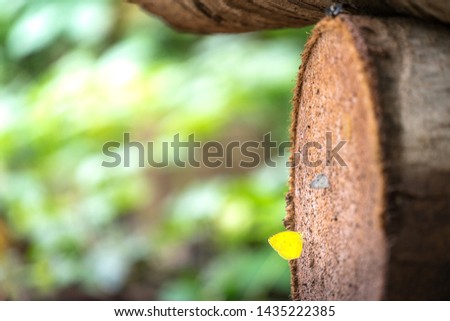 A small yellow butterfly is staying on timber/wooden surface with greenery background. Animal portrait and selected focus photo. 
