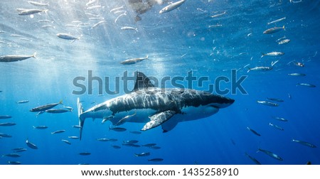 Great White Shark in Mexico Royalty-Free Stock Photo #1435258910