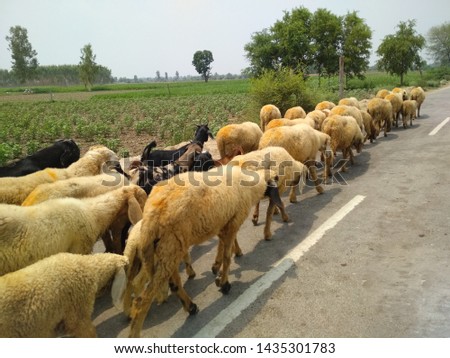 Herd of sheep on road in agricultural land in India