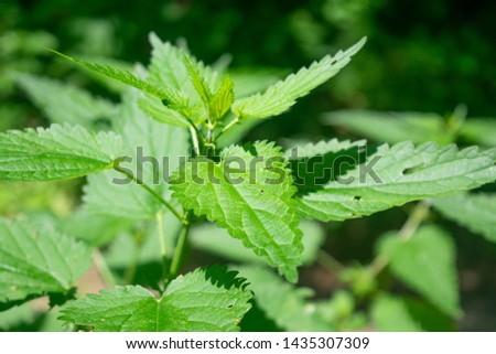 Close up of a Urtica dioica, often called common nettle or stinging nettle in the bright sunlight