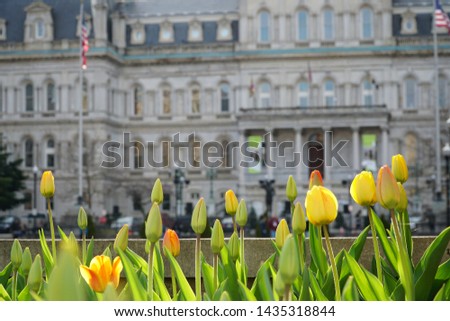 Yellow Tulips flowers with the city hall of Baltimore in background